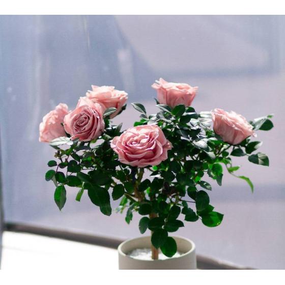 Preserved Rose Potted Plant